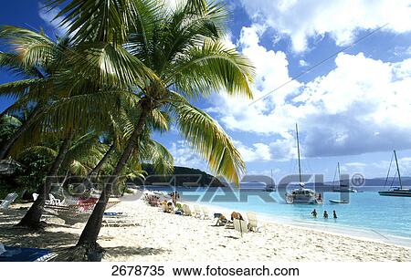 Palm trees on the beach, Jost Van Dyke, British Virgin Islands View Large Photo Image Stock Photography - Palm trees on the beach, Jost Van Dyke, British Virgin Islands . Fotosearch