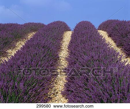 Panoramic view of lavender fields, Provence, France View Large Photo Image Stock Image - Panoramic view of lavender fields, Provence, France . Fotosearch