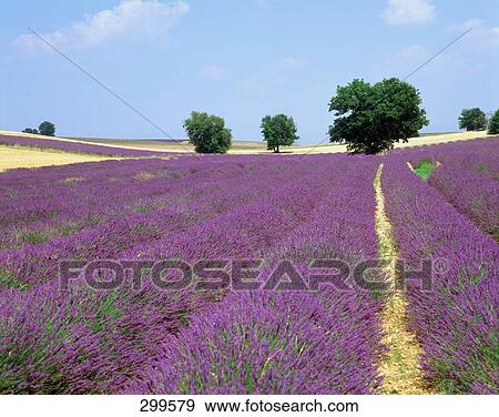 Panoramic view of lavender fields, Provence, France View Large Photo Image Stock Photo - Panoramic view of lavender fields, Provence, France . Fotosearch