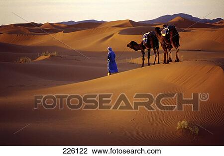 Stock Image - Person with two camels in desert, Merzouga Desert, Morocco . Fotosearch