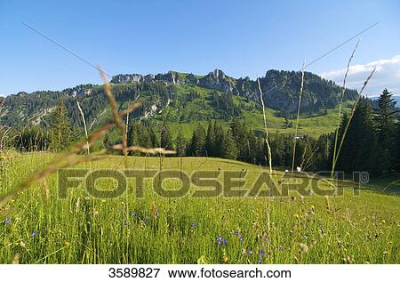 Piesenkopf, Allgaeu Alps, Balderschwang, Allgaeu, Bavaria, Germany, Europe View Large Photo Image Stock Photo - Piesenkopf, Allgaeu Alps, Balderschwang, Allgaeu, Bavaria, Germany, Europe . Fotosearch