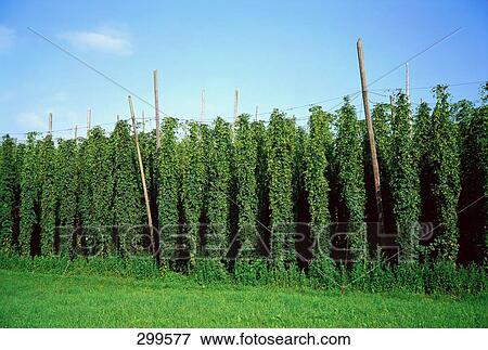 Stock Photo - Plantation on rural landscape against blue sky . Fotosearch