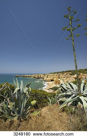 Stock Image - Praia de Coelho, Algarve, Portuga . Fotosearch