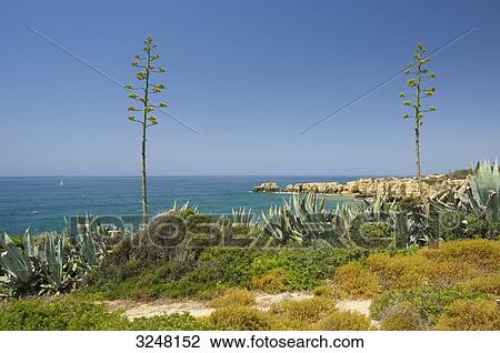 Stock Image - Praia de Coelho, Algarve, Portugal . Fotosearch