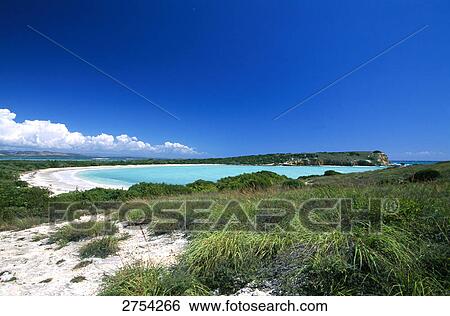Stock Photograph - Reeds growing on beach, Cabo Rojo, Puerto Rico . Fotosearch