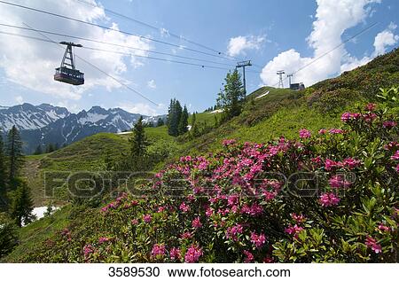 Rhododendron at Fellhorn, Allgaeu Alps, Bavaria, Germany, Europe View Large Photo Image Stock Image - Rhododendron at Fellhorn, Allgaeu Alps, Bavaria, Germany, Europe . Fotosearch