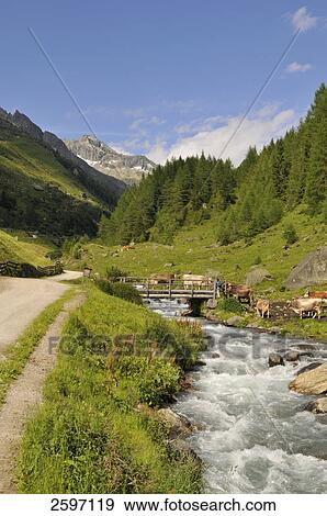 River flowing through valley, Trentino-Alto Adige, Italy View Large Photo Image Stock Photo - River flowing through valley, Trentino-Alto Adige, Italy . Fotosearch