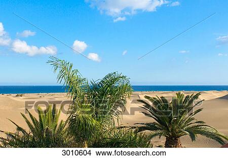 Sand dunes of Maspalomas with plants in the foreground, Gran Canaria, Canary Islands, Spain View Large Photo Image Picture - Sand dunes of Maspalomas with plants in the foreground, Gran Canaria, Canary Islands, Spain . Fotosearch