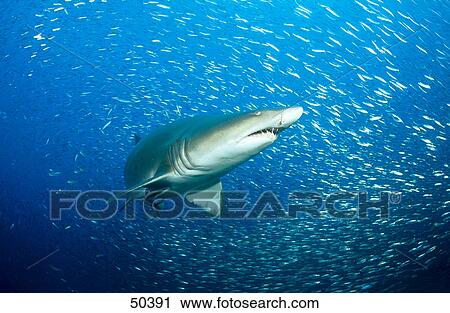 Sand tiger shark (Carcharias taurus) swimming underwater, North Carolina, USA View Large Photo Image Stock Image - Sand tiger shark (Carcharias taurus) swimming underwater, North Carolina, USA . Fotosearch