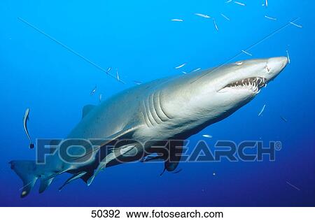 Sand tiger shark (Carcharias taurus) swimming underwater, North Carolina, USA View Large Photo Image Stock Image - Sand tiger shark (Carcharias taurus) swimming underwater, North Carolina, USA . Fotosearch