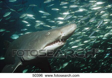 Stock Photograph - Sand tiger shark (Carcharias taurus) and fish swimming underwater, North Carolina, USA . Fotosearch