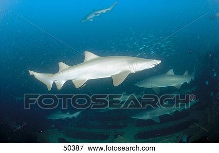 Sand tiger sharks (Carcharias taurus) swimming underwater, North Carolina, USA View Large Photo Image Stock Photo - Sand tiger sharks (Carcharias taurus) swimming underwater, North Carolina, USA . Fotosearch