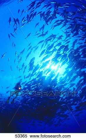 School of fish and scuba diver swimming underwater View Large Photo Image Stock Photography - School of fish and scuba diver swimming underwater . Fotosearch