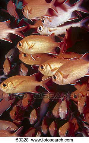 Stock Photo - School of Whitetip Soldierfish (Myripristis vittata) underwater, Maldives . Fotosearch