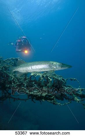 Scuba diver flashing light on Northern Pike (Esox lucius) underwater View Large Photo Image Stock Photo - Scuba diver flashing light on Northern Pike (Esox lucius) underwater . Fotosearch