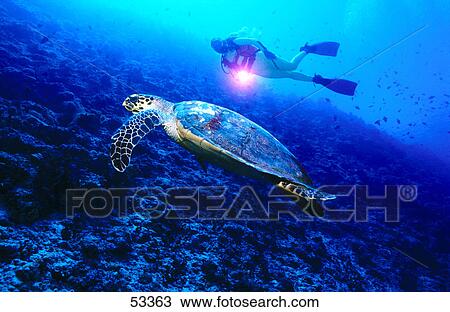 Scuba diver flashing lights on Hawksbill Turtle (Eretmochelys imbricata) underwater, Maldives View Large Photo Image Stock Image - Scuba diver flashing lights on Hawksbill Turtle (Eretmochelys imbricata) underwater, Maldives . Fotosearch