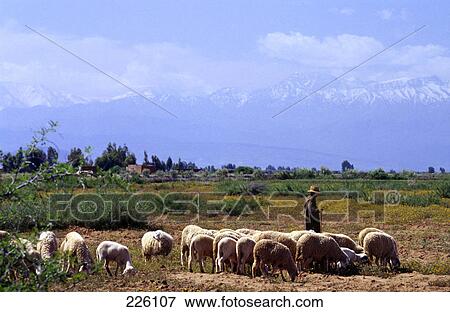 Shepherd herding sheep in field View Large Photo Image Stock Photo - Shepherd herding sheep in field . Fotosearch