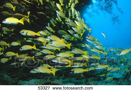 Stock Photo - Shoal of Bluestripe snapper (Lutjanus kasmira) fish swimming underwater, Maldives . Fotosearch