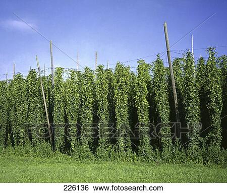 Stock Photograph - Shrubs in field against blue sky . Fotosearch