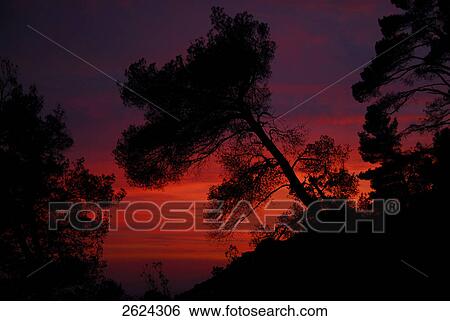 Stock Photograph - Silhouette of trees, Trentino-Alto Adige, Italy . Fotosearch