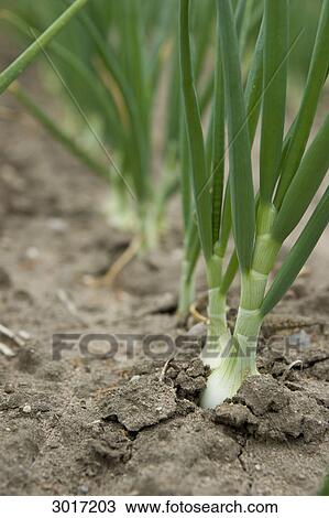 Stock Image - Spring onions growing on a field, close-up . Fotosearch
