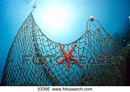 Star fish on fishing net View Large Photo Image Stock Photograph - Star fish on fishing net . Fotosearch