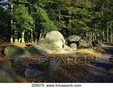 Stones and trees in forest, Wildeshausen, Oldenburg, Lower Saxony, Germany View Large Photo Image Stock Photography - Stones and trees in forest, Wildeshausen, Oldenburg, Lower Saxony, Germany . Fotosearch