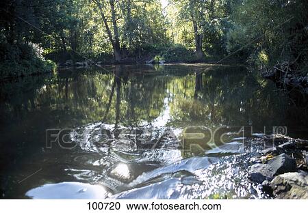 Stock Image - Stream flowing through a forest, Franconia, Bavaria, Germany . Fotosearch