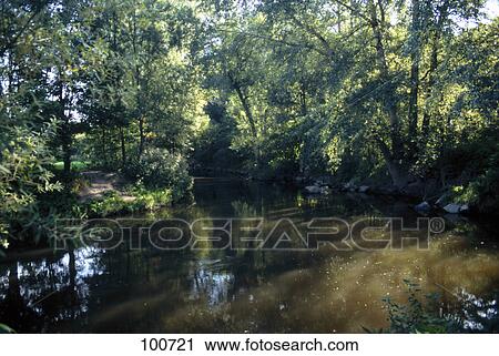 Stock Image - Stream flowing through a forest, Franconia, Bavaria, Germany . Fotosearch