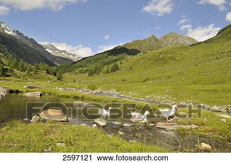 Swans in creek, Trentino-Alto Adige, Italy View Large Photo Image Stock Image - Swans in creek, Trentino-Alto Adige, Italy . Fotosearch