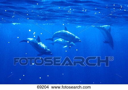 Three Atlantic Spotted Dolphin (Stenella frontalis) swimming underwater View Large Photo Image Picture - Three Atlantic Spotted Dolphin (Stenella frontalis) swimming underwater . Fotosearch