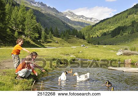 Stock Photo - Three children playing with swans in lake, Trentino-Alto Adige, Italy . Fotosearch
