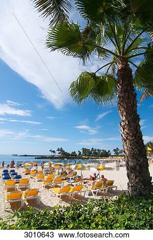 Stock Image - Tourists at the beach, palm tree in the foreground, Arguineguin, Gran Canaria, Canary Islands, Spain . Fotosearch