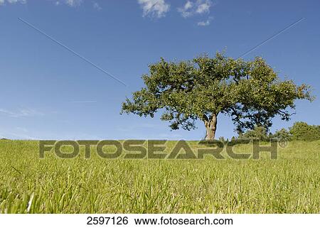 Stock Photograph - Tree in field . Fotosearch