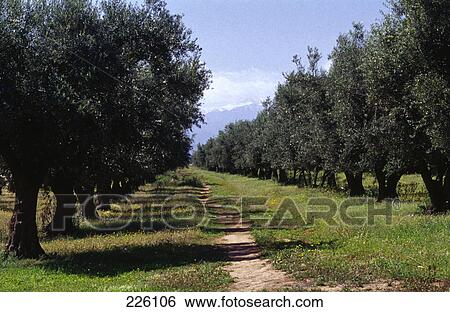 Trees along path on landscape, Marrakesh, Morocco View Large Photo Image Stock Photograph - Trees along path on landscape, Marrakesh, Morocco . Fotosearch