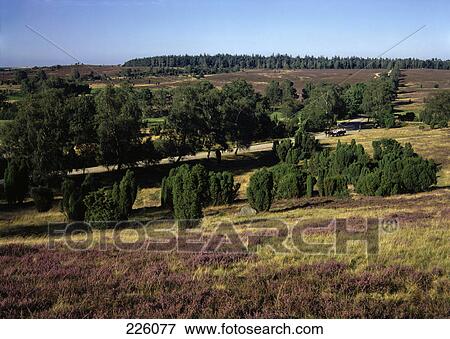 Trees in field, Lunenburg Heath, Lower Saxony, Germany View Large Photo Image Stock Photo - Trees in field, Lunenburg Heath, Lower Saxony, Germany . Fotosearch