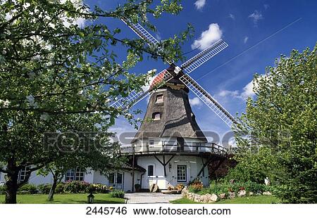 Trees in front of traditional windmill, Grodersby, Schleswig-Flensburg, Schleswig-Holstein, Germany View Large Photo Image Stock Photograph - Trees in front of traditional windmill, Grodersby, Schleswig-Flensburg, Schleswig-Holstein, Germany . Fotosearch