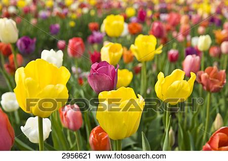 tulip field View Large Photo Image Stock Image - tulip field . Fotosearch