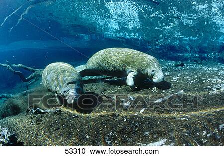 Stock Image - Two Florida manatee (Trichechus manatus latirostris) swimming underwater, Crystal River, Florida, USA . Fotosearch