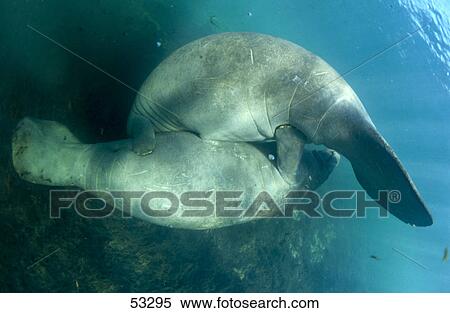 Stock Photography - Two Florida manatee (Trichechus manatus latirostris) swimming underwater, Crystal River, Florida, USA . Fotosearch