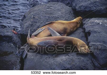 Stock Image - Two Galapagos Sea Lions (Zalophus wollebaeki) on rock, Galapagos Islands, Ecuador . Fotosearch