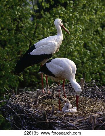 Two White Storks (Ciconia Ciconia) with chicks in its nest View Large Photo Image Stock Photography - Two White Storks (Ciconia Ciconia) with chicks in its nest . Fotosearch