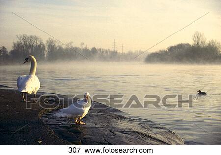 Stock Photo - Two white swans at riverside, Main River, Frankfurt, Germany . Fotosearch