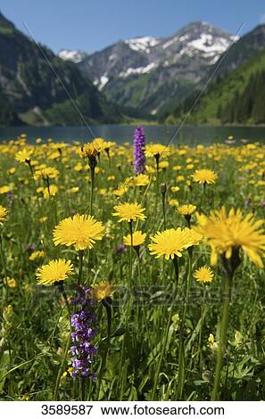 Vilsalpsee at Nature Protection Area Vilsalpsee, Tyrol, Austria, Europe  View Large Photo Image Stock Photo - Vilsalpsee at Nature Protection Area Vilsalpsee, Tyrol, Austria, Europe . Fotosearch