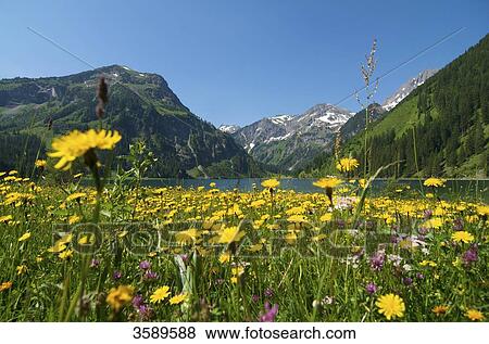 Vilsalpsee at Nature Protection Area Vilsalpsee, Tyrol, Austria, Europe View Large Photo Image Stock Photo - Vilsalpsee at Nature Protection Area Vilsalpsee, Tyrol, Austria, Europe . Fotosearch