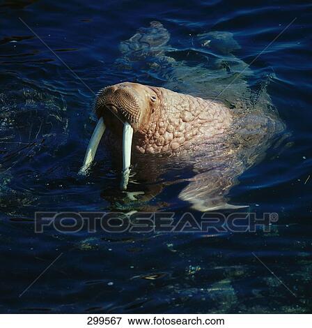 Stock Photo - Walrus (Odobenus rosmarus) swimming in water, Alaska, USA . Fotosearch