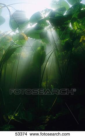 Picture - Water lilies growing underwater . Fotosearch