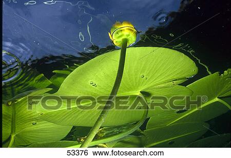 Stock Photograph - Water lily in lake . Fotosearch