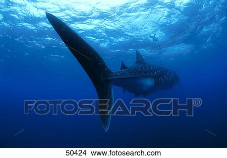 Whale shark (Rhincodon typus) swimming underwater, Galapagos, Ecuador View Large Photo Image Picture - Whale shark (Rhincodon typus) swimming underwater, Galapagos, Ecuador . Fotosearch