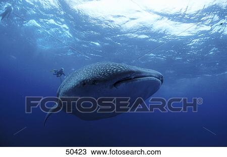 Stock Image - Whale shark (Rhincodon typus) swimming underwater, Galapagos, Ecuador . Fotosearch